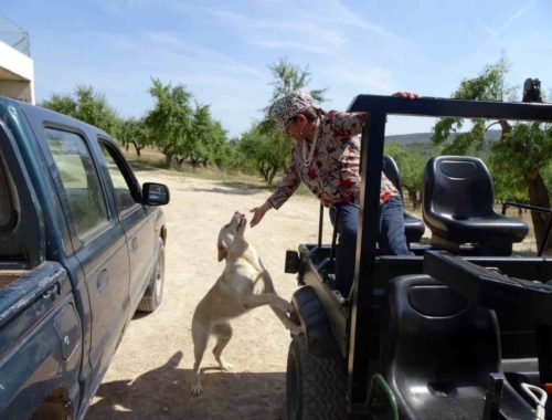 स्पेन के अलिव ओर रिसार्ट में